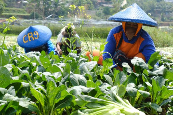 BEM FH Unpas Beri Sosialisasi Hingga Bantuan Hukum Kepada Desa Jatisari