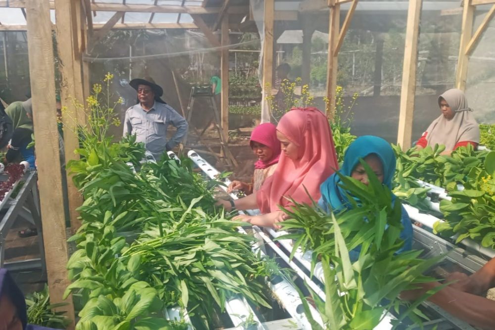 Tim PKM Pendidikan Biologi Buat Program Pemberdayaan Perempuan Melalui Hidroponik di Kampung Munjul Garut